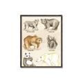Picture of Bears Chart _GroupedProduct_Rectangle_Portrait_Mini_ _GroupedProduct_Rectangle_Portrait_Canvas_Framed_
