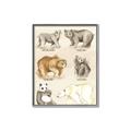 Picture of Bears Chart _GroupedProduct_Rectangle_Portrait_Mini_ _GroupedProduct_Rectangle_Portrait_Canvas_Framed_