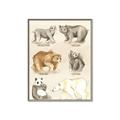 Picture of Bears Chart _GroupedProduct_Rectangle_Portrait_Mini_ _GroupedProduct_Rectangle_Portrait_Canvas_Framed_