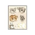 Picture of Bears Chart _GroupedProduct_Rectangle_Portrait_Mini_ _GroupedProduct_Rectangle_Portrait_Canvas_Framed_