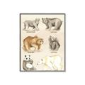 Picture of Bears Chart _GroupedProduct_Rectangle_Portrait_Mini_ _GroupedProduct_Rectangle_Portrait_Canvas_Framed_