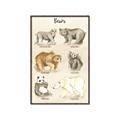 Picture of Bears Chart _GroupedProduct_Rectangle_Portrait_Mini_ _GroupedProduct_Rectangle_Portrait_Canvas_Framed_