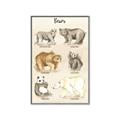Picture of Bears Chart _GroupedProduct_Rectangle_Portrait_Mini_ _GroupedProduct_Rectangle_Portrait_Canvas_Framed_
