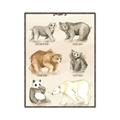 Picture of Bears Chart _GroupedProduct_Rectangle_Portrait_Mini_ _GroupedProduct_Rectangle_Portrait_Canvas_Framed_