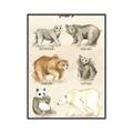 Picture of Bears Chart _GroupedProduct_Rectangle_Portrait_Mini_ _GroupedProduct_Rectangle_Portrait_Canvas_Framed_