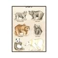 Picture of Bears Chart _GroupedProduct_Rectangle_Portrait_Mini_ _GroupedProduct_Rectangle_Portrait_Canvas_Framed_
