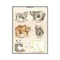 Picture of Bears Chart _GroupedProduct_Rectangle_Portrait_Mini_ _GroupedProduct_Rectangle_Portrait_Canvas_Framed_