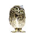 Picture of Princess Owl _GroupedProduct_Square_Mini_ _GroupedProduct_Square_Unframed_Print_Only_