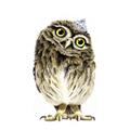 Picture of Princess Owl _GroupedProduct_Square_Mini_ _GroupedProduct_Square_Unframed_Print_Only_