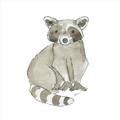 Picture of Baby Raccoon _GroupedProduct_Square_Mini_ _GroupedProduct_Square_Unframed_Print_Only_
