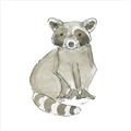 Picture of Baby Raccoon _GroupedProduct_Square_Mini_ _GroupedProduct_Square_Unframed_Print_Only_