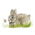 Picture of Bunny in grass _GroupedProduct_Square_Mini_ _GroupedProduct_Square_Unframed_Print_Only_