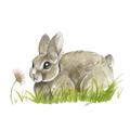 Picture of Bunny in grass _GroupedProduct_Square_Mini_ _GroupedProduct_Square_Unframed_Print_Only_