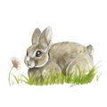 Picture of Bunny in grass _GroupedProduct_Square_Mini_ _GroupedProduct_Square_Unframed_Print_Only_