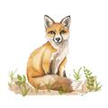 Picture of Fox in grass _GroupedProduct_Square_Mini_ _GroupedProduct_Square_Unframed_Print_Only_