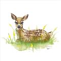 Picture of Deer in grass _GroupedProduct_Square_Mini_ _GroupedProduct_Square_Unframed_Print_Only_