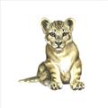 Picture of Little Lion _GroupedProduct_Square_Mini_ _GroupedProduct_Square_Unframed_Print_Only_