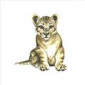 Picture of Little Lion _GroupedProduct_Square_Mini_ _GroupedProduct_Square_Unframed_Print_Only_
