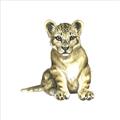 Picture of Little Lion _GroupedProduct_Square_Mini_ _GroupedProduct_Square_Unframed_Print_Only_