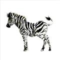 Picture of Little Zebra _GroupedProduct_Square_Mini_ _GroupedProduct_Square_Unframed_Print_Only_