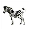 Picture of Little Zebra _GroupedProduct_Square_Mini_ _GroupedProduct_Square_Unframed_Print_Only_