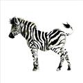 Picture of Little Zebra _GroupedProduct_Square_Mini_ _GroupedProduct_Square_Unframed_Print_Only_