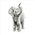 Picture of Little Elephant _GroupedProduct_Square_Mini_ _GroupedProduct_Square_Unframed_Print_Only_