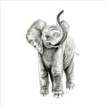 Picture of Little Elephant _GroupedProduct_Square_Mini_ _GroupedProduct_Square_Unframed_Print_Only_