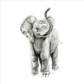 Picture of Little Elephant _GroupedProduct_Square_Mini_ _GroupedProduct_Square_Unframed_Print_Only_