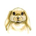 Picture of Woodland Bunny  _GroupedProduct_Square_Mini_ _GroupedProduct_Square_Unframed_Print_Only_