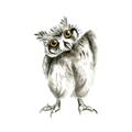 Picture of Woodland Owl _GroupedProduct_Square_Mini_ _GroupedProduct_Square_Unframed_Print_Only_