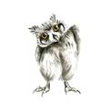 Picture of Woodland Owl _GroupedProduct_Square_Mini_ _GroupedProduct_Square_Unframed_Print_Only_
