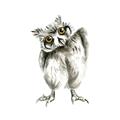Picture of Woodland Owl _GroupedProduct_Square_Mini_ _GroupedProduct_Square_Unframed_Print_Only_