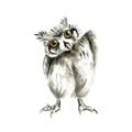 Picture of Woodland Owl _GroupedProduct_Square_Mini_ _GroupedProduct_Square_Unframed_Print_Only_