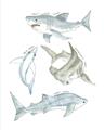 Picture of Sharks _GroupedProduct_Rectangle_Portrait_Mini_ _GroupedProduct_Rectangle_Portrait_Unframed_Print_Only_