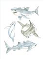 Picture of Sharks _GroupedProduct_Rectangle_Portrait_Mini_ _GroupedProduct_Rectangle_Portrait_Unframed_Print_Only_