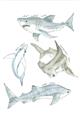 Picture of Sharks _GroupedProduct_Rectangle_Portrait_Mini_ _GroupedProduct_Rectangle_Portrait_Unframed_Print_Only_