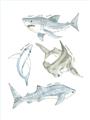 Picture of Sharks _GroupedProduct_Rectangle_Portrait_Mini_ _GroupedProduct_Rectangle_Portrait_Unframed_Print_Only_