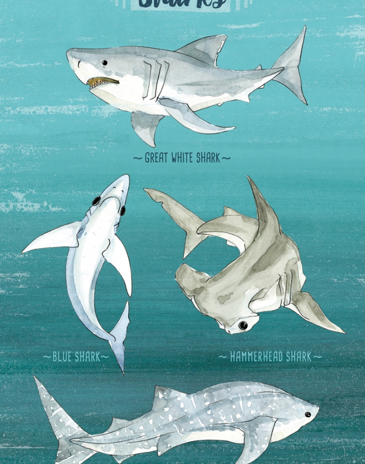 nextART. Sharks Chart
