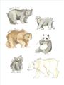 Picture of Bears _GroupedProduct_Rectangle_Portrait_Mini_ _GroupedProduct_Rectangle_Portrait_Unframed_Print_Only_