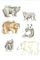 Picture of Bears _GroupedProduct_Rectangle_Portrait_Mini_ _GroupedProduct_Rectangle_Portrait_Unframed_Print_Only_