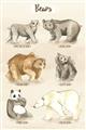 Picture of Bears Chart _GroupedProduct_Rectangle_Portrait_Mini_ _GroupedProduct_Rectangle_Portrait_Unframed_Print_Only_