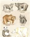 Picture of Bears Chart _GroupedProduct_Rectangle_Portrait_Mini_ _GroupedProduct_Rectangle_Portrait_Unframed_Print_Only_