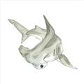 Picture of Hammerhead  _GroupedProduct_Square_Mini_ _GroupedProduct_Square_Unframed_Print_Only_