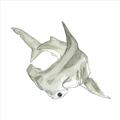 Picture of Hammerhead  _GroupedProduct_Square_Mini_ _GroupedProduct_Square_Unframed_Print_Only_