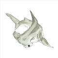 Picture of Hammerhead  _GroupedProduct_Square_Mini_ _GroupedProduct_Square_Unframed_Print_Only_