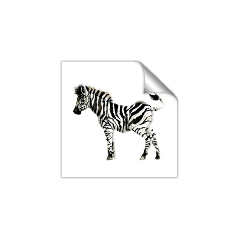 Picture of Little Zebra _GroupedProduct_Square_Mini_ _GroupedProduct_Square_Unframed_Print_Only_
