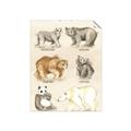 Picture of Bears Chart _GroupedProduct_Rectangle_Portrait_Mini_ _GroupedProduct_Rectangle_Portrait_Unframed_Print_Only_