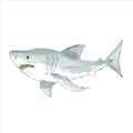 Picture of Great White _GroupedProduct_Square_Mini_ _GroupedProduct_Square_Unframed_Print_Only_