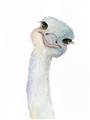 Picture of Ostrich Peekaboo _GroupedProduct_Rectangle_Portrait_Mini_ _GroupedProduct_Rectangle_Portrait_Unframed_Print_Only_